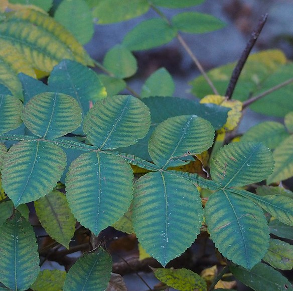 Noix de galle de Sumac C18 – Image 2